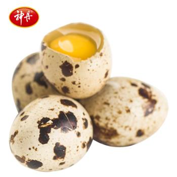 神丹 新鲜生鹌鹑蛋 50枚