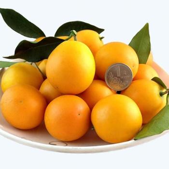 桔祥如意 广西融安脆蜜金桔 脆蜜三号 4斤/盒 约19-24个/斤