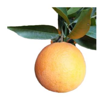 奉节脐橙&nbsp;20斤装&nbsp;70-90mm