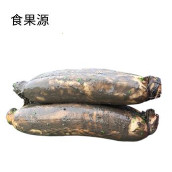 食果源 洪湖粉藕 5斤装