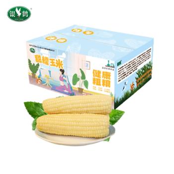 银鹤 东北有机糯玉米 白粘玉米 8穗/10穗