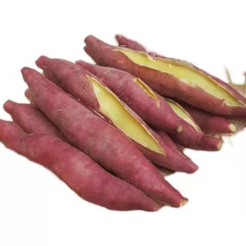 乡友集&nbsp;板栗红薯9斤大果&nbsp;（9-13根）