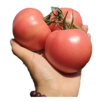 俏川源&nbsp;【时令鲜果】露天沙瓤番茄&nbsp;沙瓤金籽汁水足沙瓤红皮单果重量100g/个&nbsp;5斤